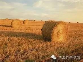 青草青草视频2免费观看,免费畅享青春活力瞬间