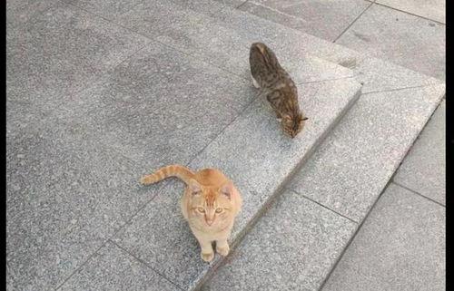 抓猫视频,抓猫视频趣味盘点