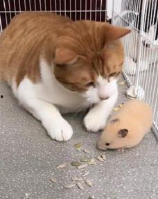 抓猫视频,抓猫视频趣味盘点