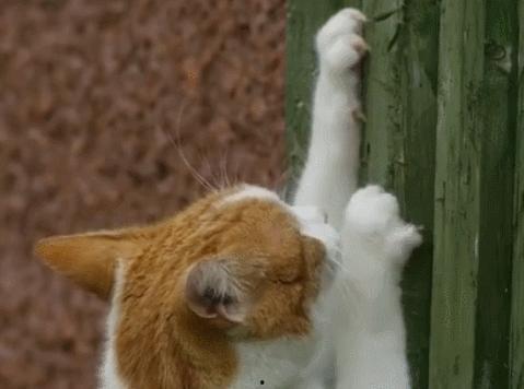 抓猫视频,抓猫视频趣味盘点