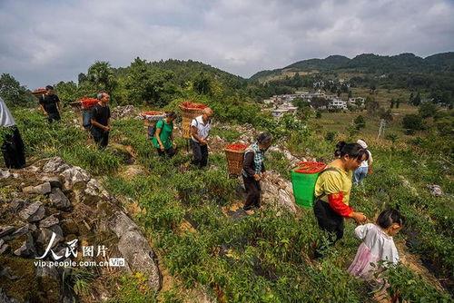 贵州农村视频,古朴风情与现代变迁的交织画卷