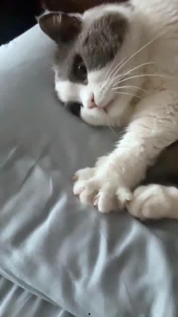 猫咪小视频,猫咪小视频里的欢乐瞬间