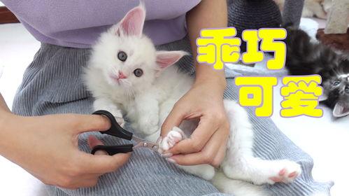 猫咪小视频,猫咪小视频里的欢乐瞬间