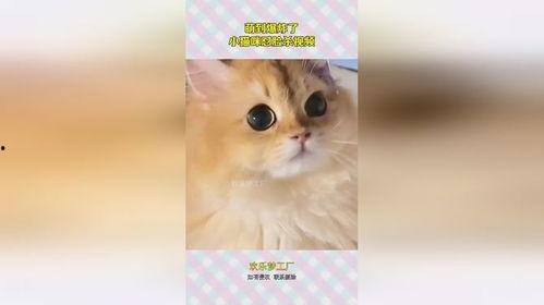 猫咪小视频,猫咪小视频里的欢乐瞬间
