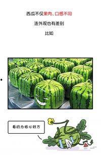 今日吃瓜历史记录图片,回顾历史瞬间，品味人间百态