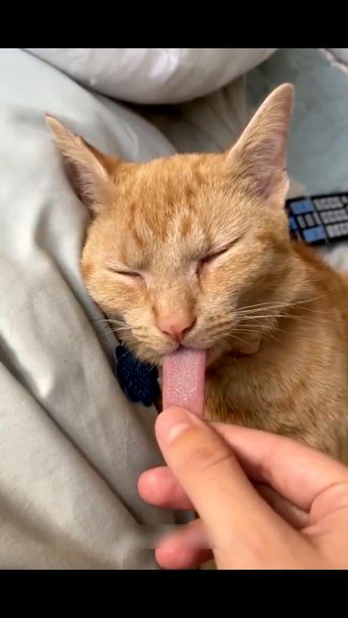 萌宠视频搞笑视频,笑出腹肌的治愈系视频集锦