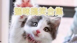 萌宠视频搞笑视频,笑出腹肌的治愈系视频集锦