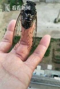 蝉的视频,揭秘蝉的蜕变之旅