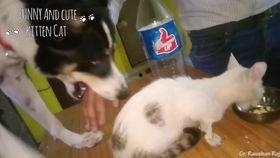 猫狗搞笑视频,猫狗搞笑视频大盘点