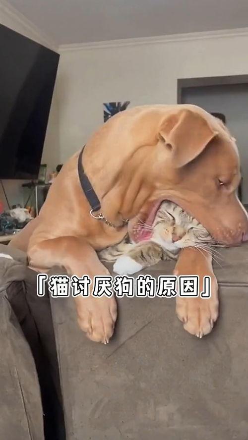 猫狗搞笑视频,猫狗搞笑视频大盘点