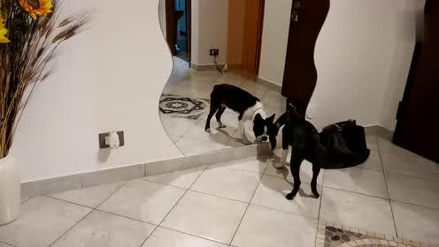 猫狗搞笑视频,猫狗搞笑视频大盘点
