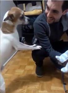 狗和人生孩子的视频,见证动物与人类的独特亲子瞬间