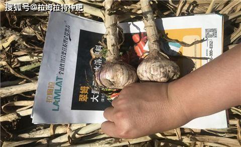 大蒜管理技术视频播放,大蒜种植与管理关键技术解析