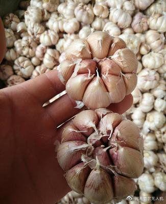 大蒜管理技术视频播放,大蒜种植与管理关键技术解析