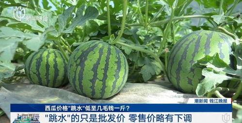 今日生瓜价格最新行情,涨跌波动，市场动态一览
