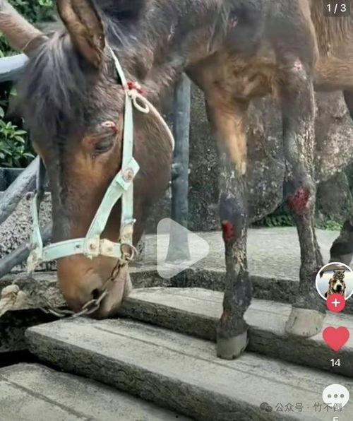 骡子视频,探寻古代交通工具的智慧与魅力