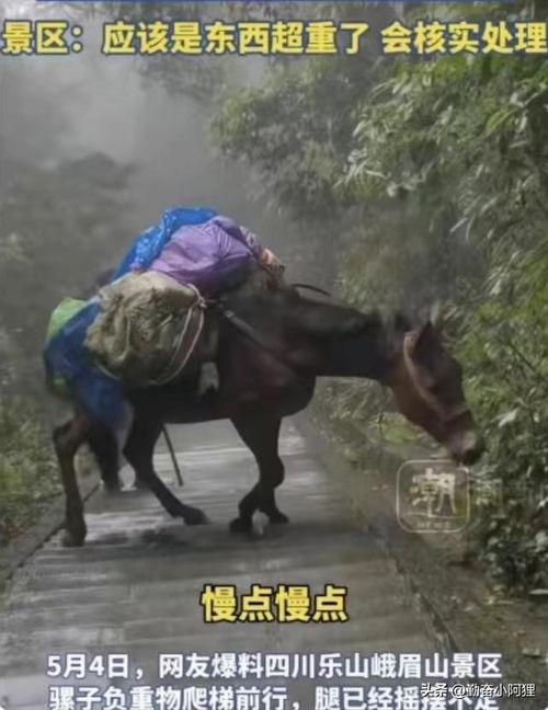 骡子视频,探寻古代交通工具的智慧与魅力