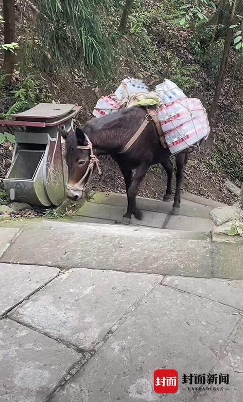 骡子视频,探寻古代交通工具的智慧与魅力