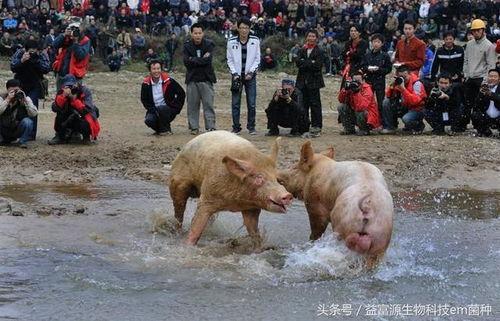 斗猪视频,激战正酣，热血沸腾的动物对决现场