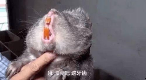 竹鼠 视频,萌态可掬的森林小精灵