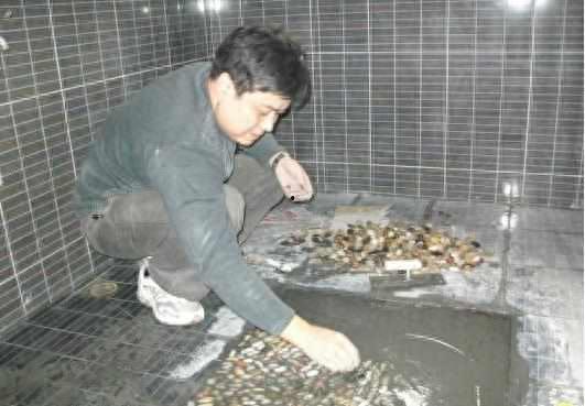 鹅卵石怎么铺视频,打造自然美观的户外空间