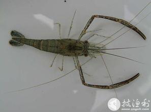 黑壳虾生小虾视频,揭秘小虾诞生全过程