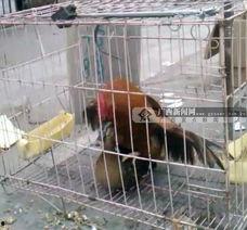 牛马交配视频,罕见现象背后的科学奥秘