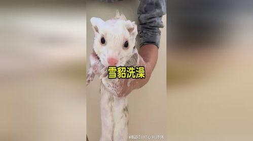 雪貂视频