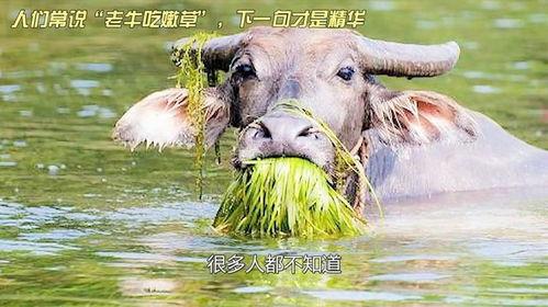 老牛吃嫩草视频,一段跨越年龄的爱情传奇