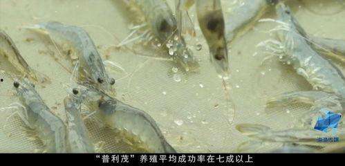 养虾视频,从选种到收获的全程操作指南