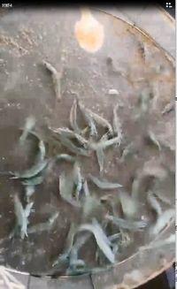 养虾视频,从选种到收获的全程操作指南