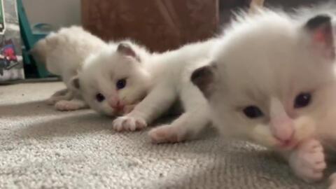 奶猫视频,治愈系视频带你领略小生命魅力