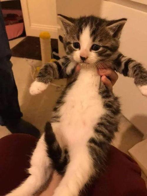 奶猫视频,治愈系视频带你领略小生命魅力