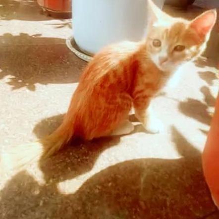 奶猫视频,治愈系视频带你领略小生命魅力