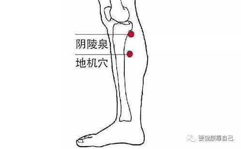 阴陵泉的准确位置视频,精准掌握养生之道