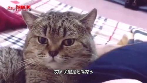 猫视频搞笑视频,猫咪视频集锦，笑到肚子疼！