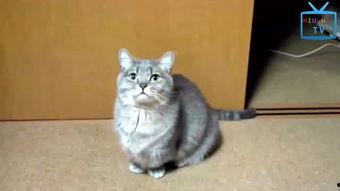 猫视频搞笑视频,猫咪视频集锦，笑到肚子疼！