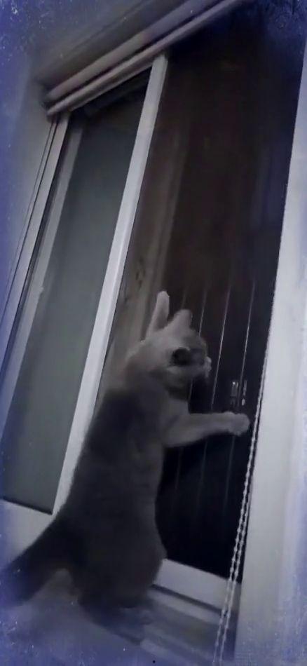 猫视频搞笑视频,猫咪视频集锦，笑到肚子疼！