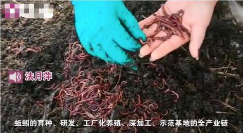 蚯蚓视频,视频揭示其奇妙生活与生态价值