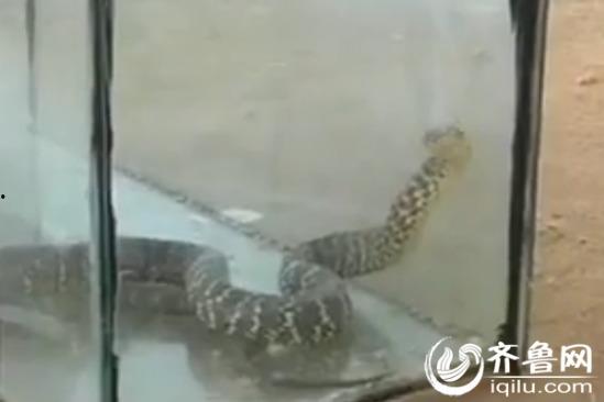 养蛇视频,跟随视频学习养蛇技巧与知识