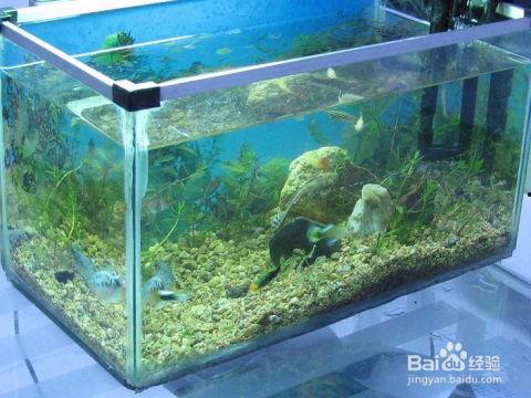 鱼缸制作视频,跟随视频教程，轻松制作个性化水族世界