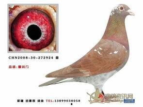 赛鸽天地视频鉴鸽全集,揭秘顶级赛鸽风采与鉴赏技巧