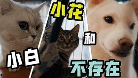 小狗的视频大全,小狗视频大全趣味盘点