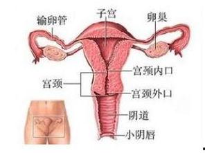 子宫视频,探索女性生命之源的神奇之旅