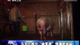 人交配的视频,人交配行为深度解析