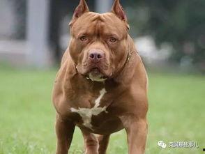 比特犬视频,勇敢无畏的守护者