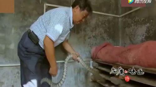 广东人吃蛇视频,探寻蛇宴背后的饮食文化