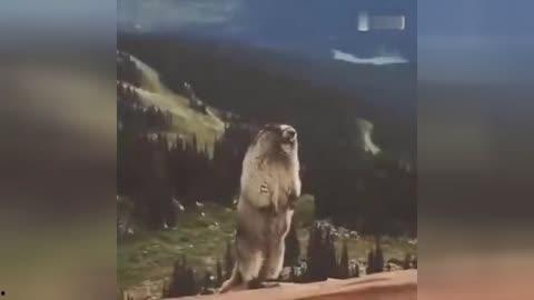 叫声视频,揭秘动物叫声背后的秘密