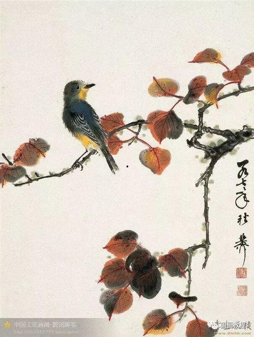 画鸟视频,画鸟视频创作解析