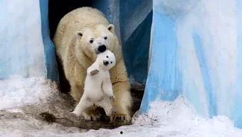 动物视频,捕捉自然之美瞬间